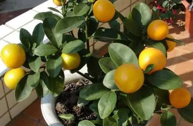 金桔树怎么养护和施肥