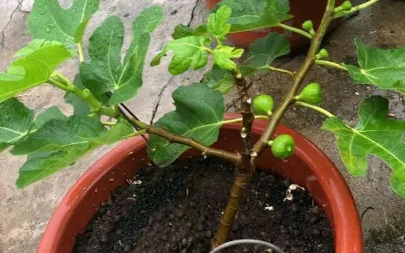 无花果扦插后怎么浇水