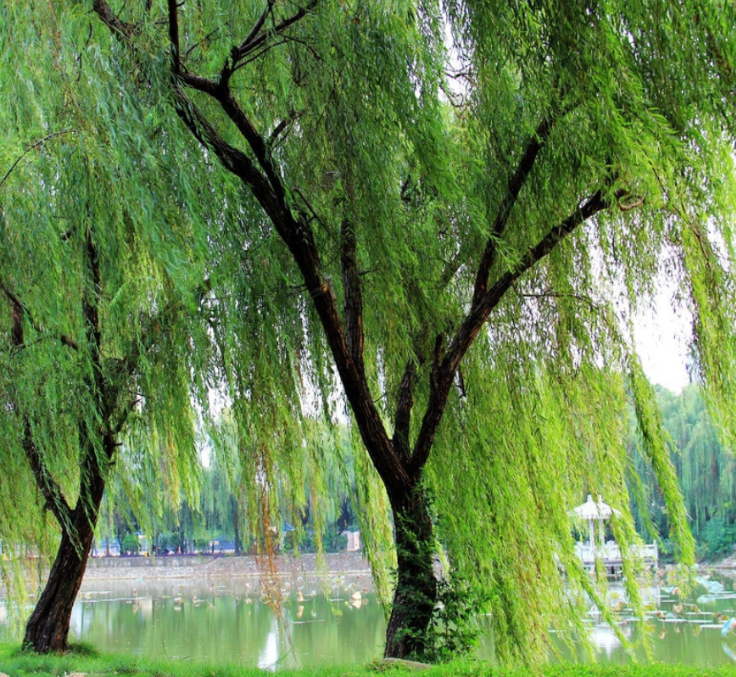 柳树的三个特点是什么