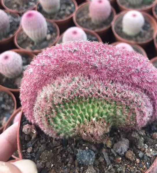 红太阳仙人球容易开花吗