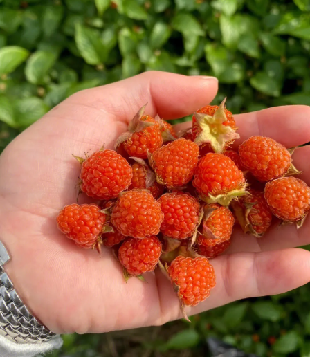 树莓种植前景和市场