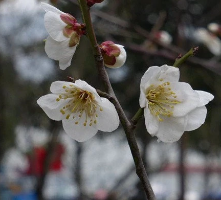 玻璃翠和水梅是一花吗
