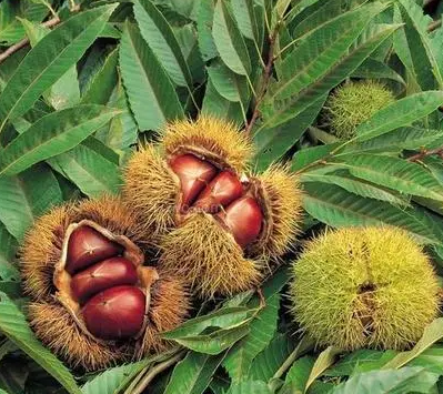 板栗树开花结果全过程