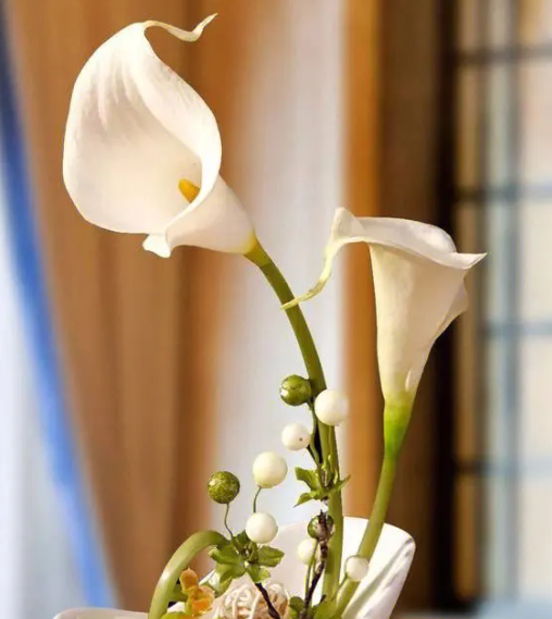 马蹄莲的花期在几月份