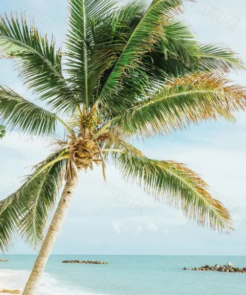 椰子树的种子在哪里