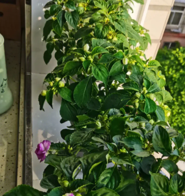 非洲重瓣凤仙花耐寒吗