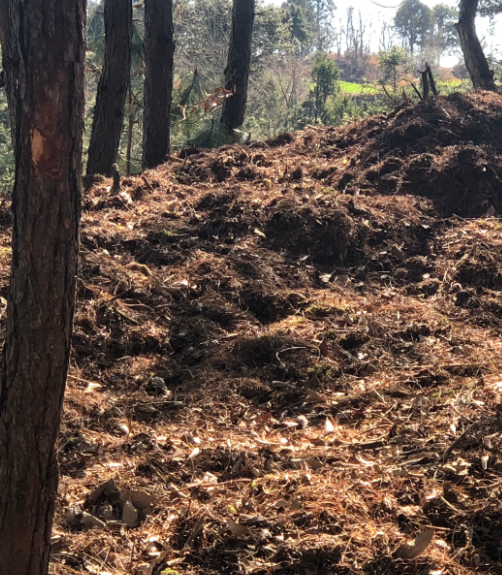 松针腐殖土可以直接养花用吗