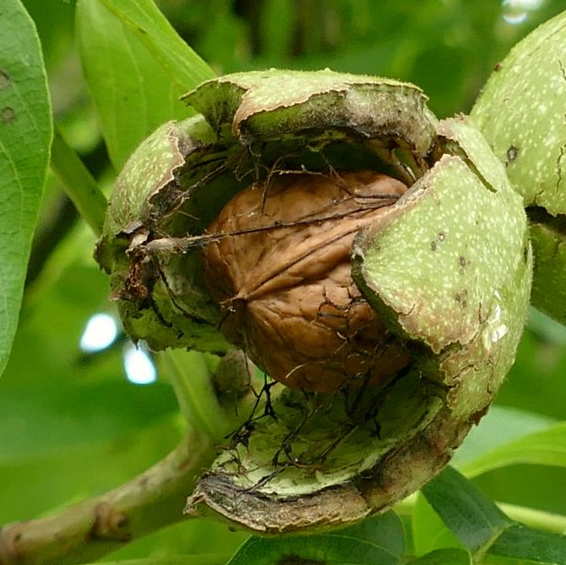核桃树北方能种植吗