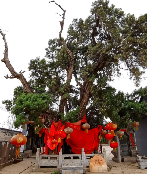 夏天柏树能种活吗