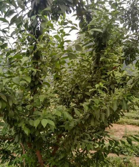 李子树栽在什么位置好