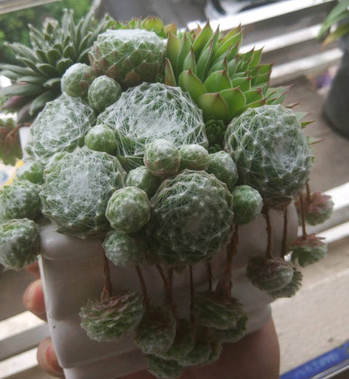 蛛丝卷绢开花就会死吗