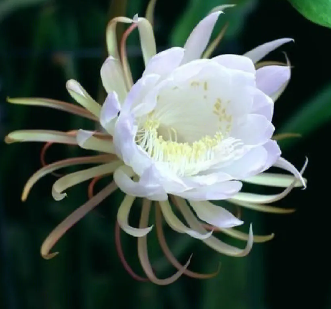 令箭荷花如何修剪