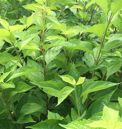 豆腐树苗什么时候栽种