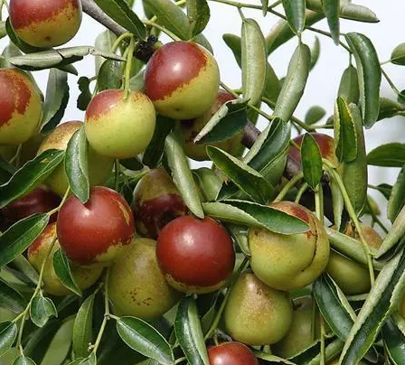 冬枣树怎样管理