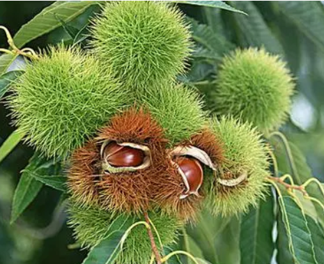 最好的栗子树品种