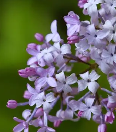 家中适不适合养丁香花
