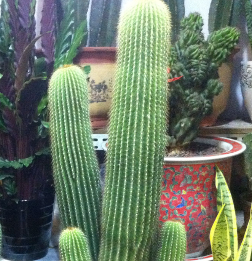 仙人柱怎么种植