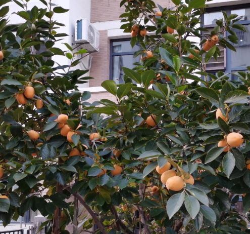 嫁接柿子树的最佳时间