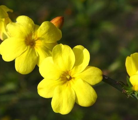 迎春花开花前施肥吗