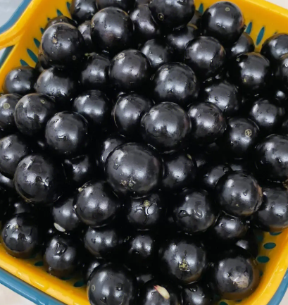 树葡萄有几个品种