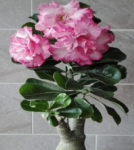 沙漠玫瑰冬季开花吗