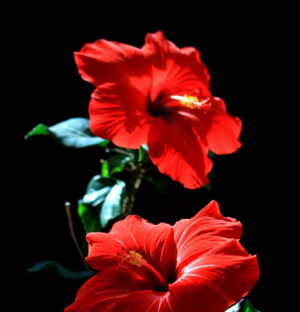 扶桑花修剪时间