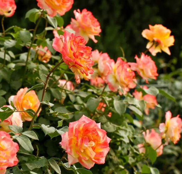 月季花怎么养比较好