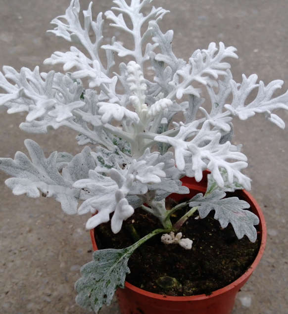 银叶菊开花要修剪吗