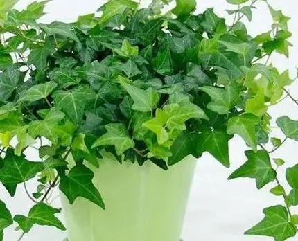 常青藤的开花时间和温度要求