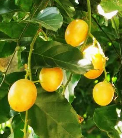 庭院种黄皮树好吗