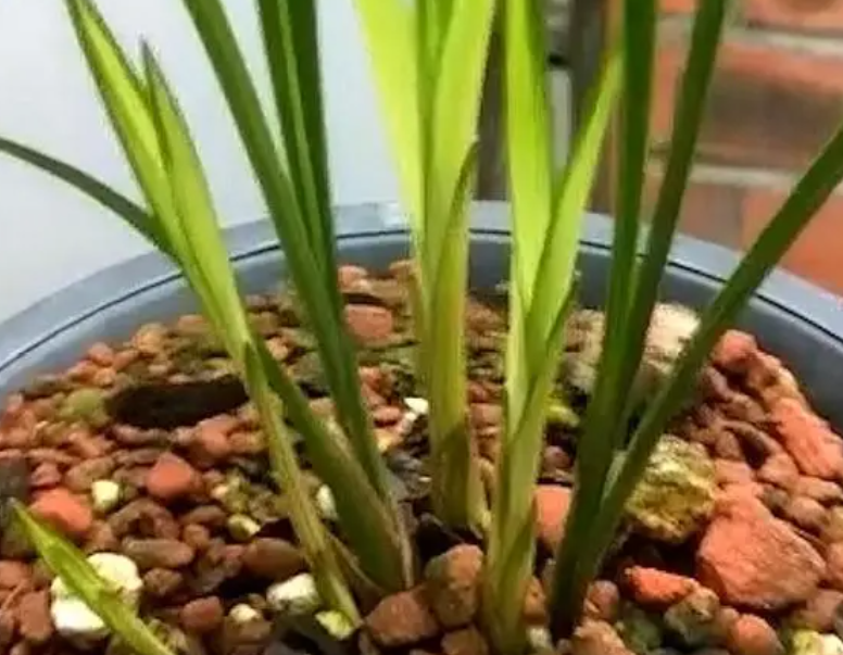 兰花新苗几年开花