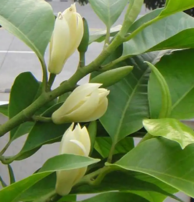 白兰花怎么过冬