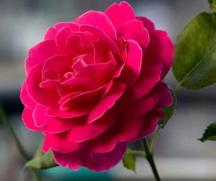 十大名贵月季花