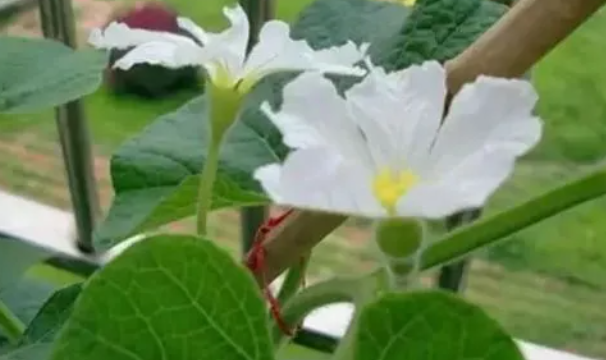 施哪种肥能让葫芦多开花