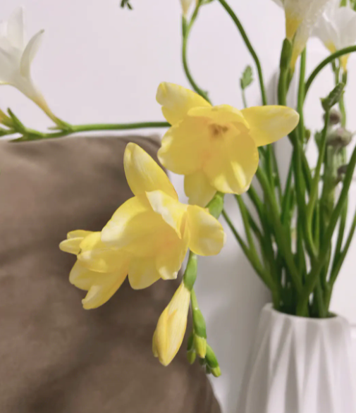 香雪兰花怎么养