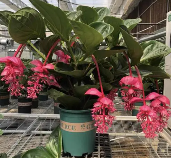 宝莲灯花几天浇一次水