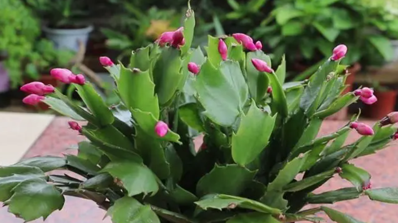 蟹爪兰有花苞迟迟不开花怎么回事