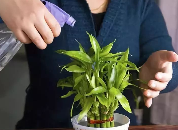 醋浇花的正确方法如下