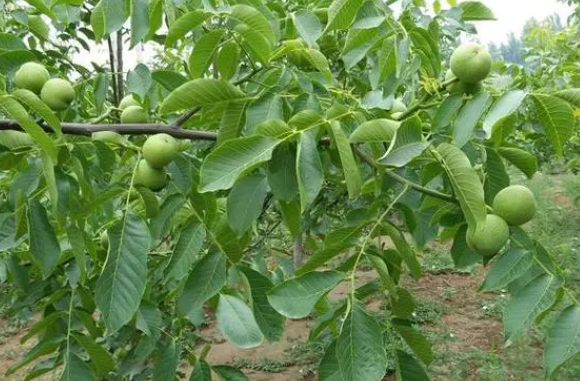 移栽核桃树多久浇水