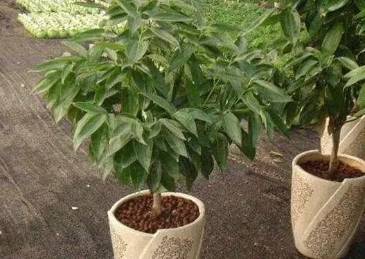 给平安树换盆全程实录