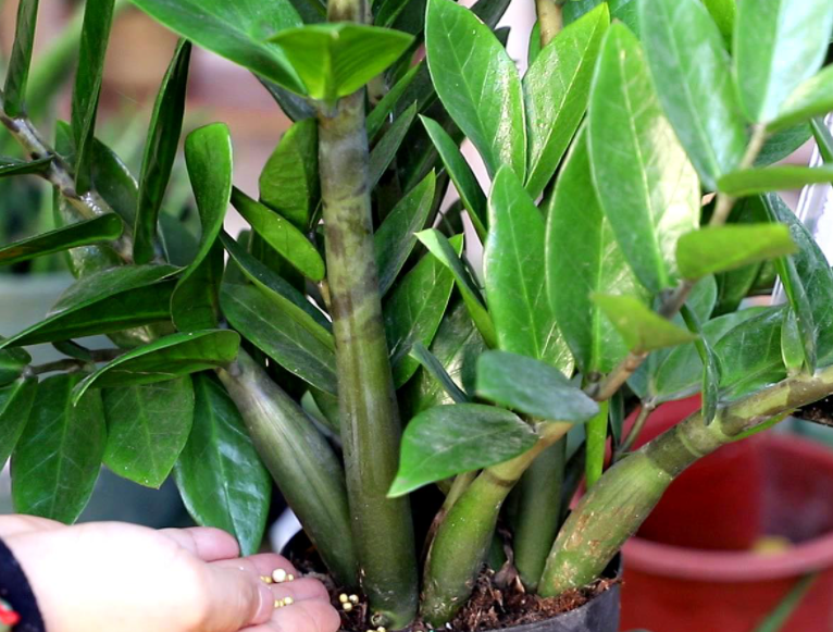 金钱树怎么施肥和浇水