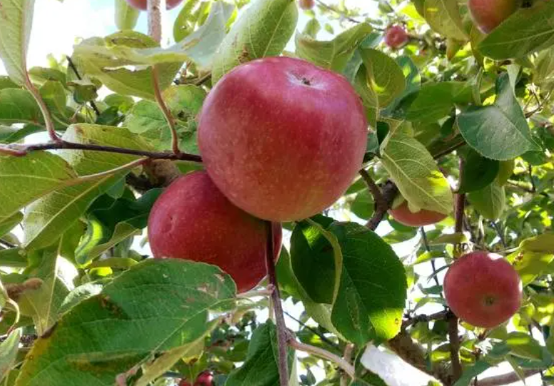 什么水果长在树上