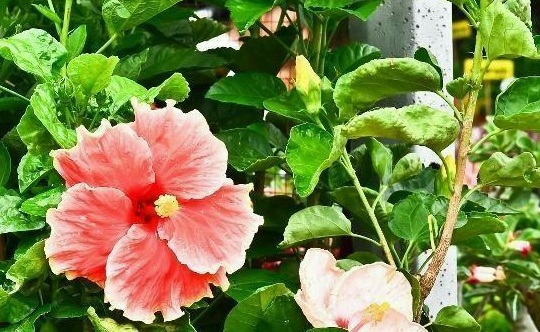 木槿花浇水多了怎么办