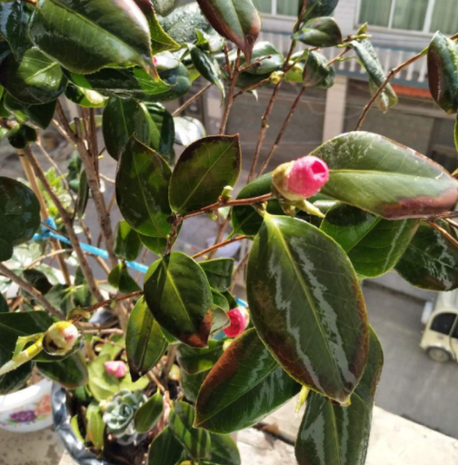 茶花掉叶子是怎么回事
