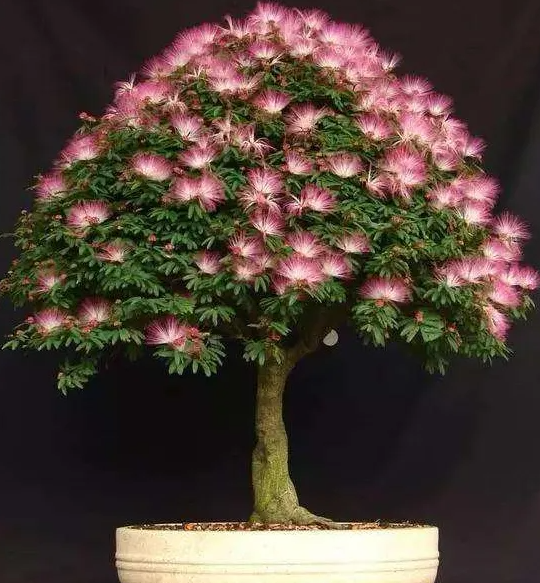 盆栽合欢树几年开花