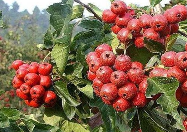 山楂树膨果期需要什么肥