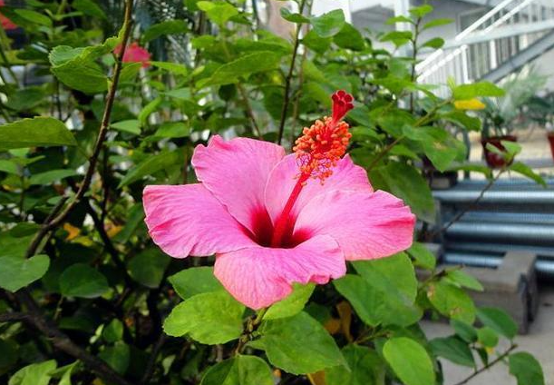 朱槿花施什么肥