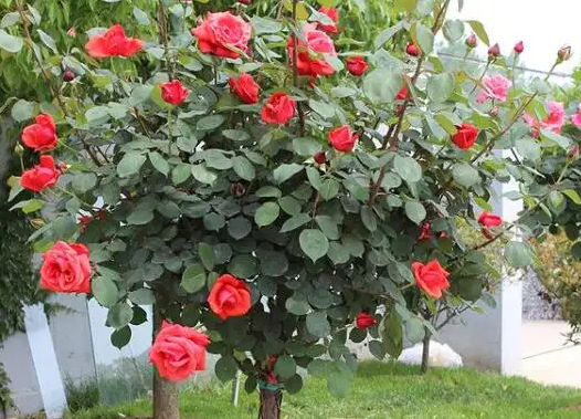 玫瑰花的风水禁忌