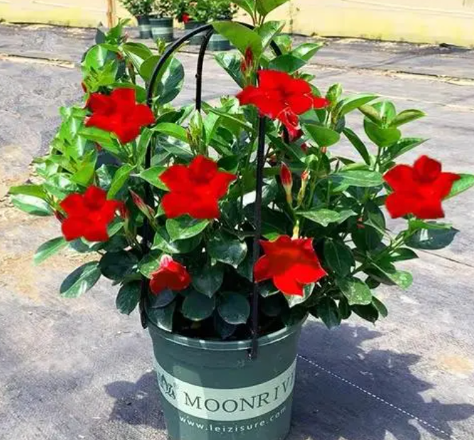 飘香藤怎么养开花多