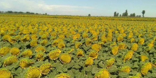 种葵花一亩地纯收入